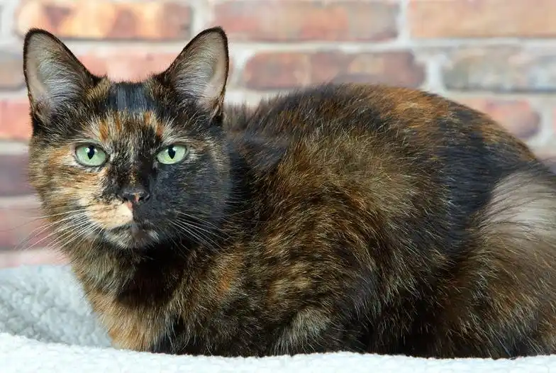 玳瑁猫在外流浪十三年再见主人时已风烛残年它快记不得家人了