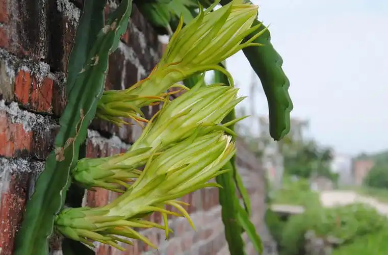 一棵霸王花种了八年,花吃不完晒干,老是有人上家里来买