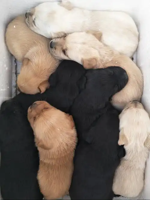 自己家养的拉布拉多,狗麻麻生了十只宝宝,好
