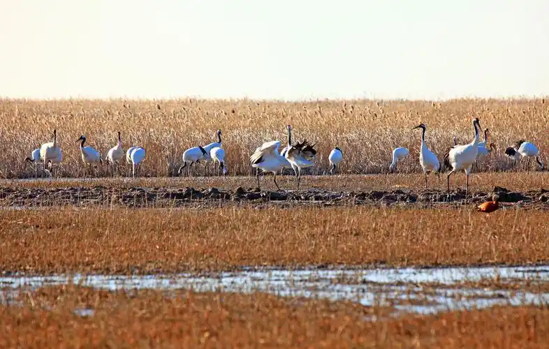 江苏盐城国家级自然保护区