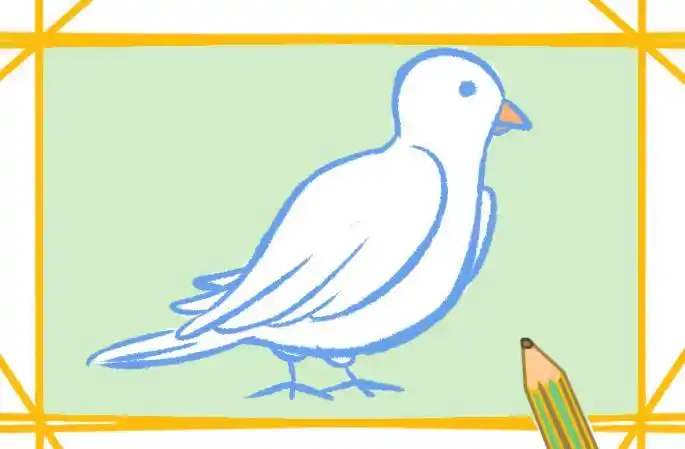 简笔画动物鸽子颜色