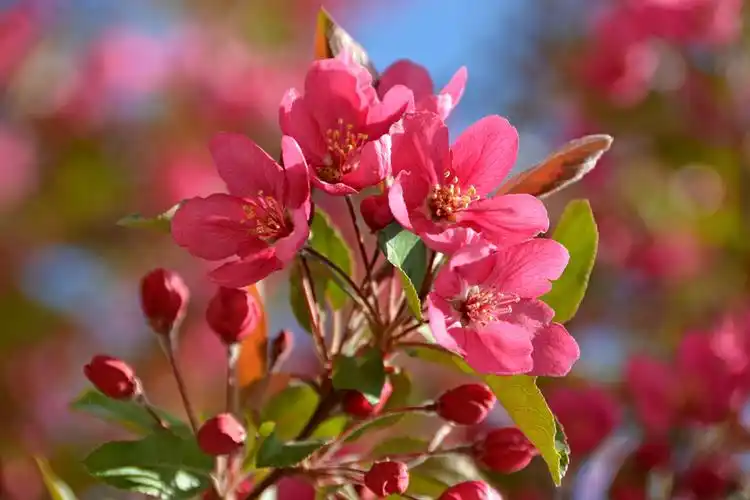 北美海棠花,原创拍摄