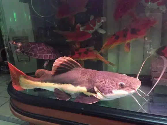 鱼友家养了3年左右的招财猫鱼状态佳恢复力强