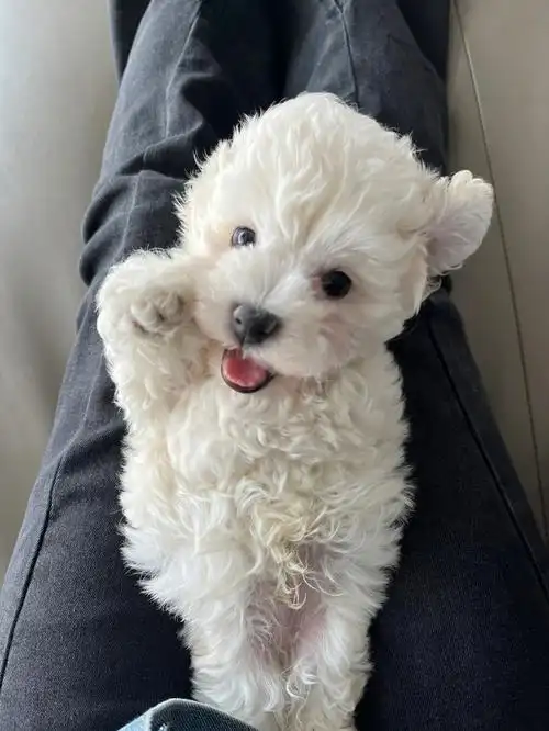 金毛姐姐和比熊弟弟