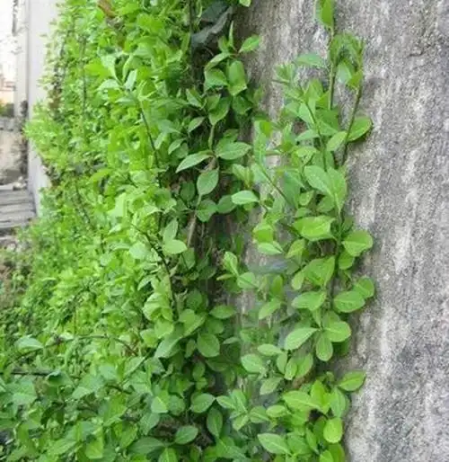 爬行扶芳藤批发价格山东爬行卫矛供应商直立扶芳藤种植基地