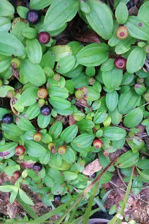 乡味这些野果你吃过几种