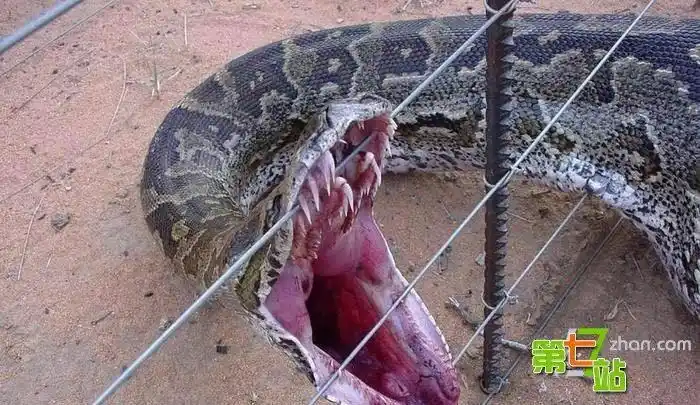 点击图片进入下一页璧山发现大蟒蛇?