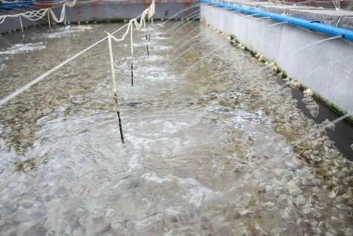 东风螺养殖场(符长雨摄)