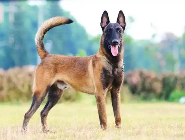 为什么越来越多人养"马犬"?网友:养了就不想换狗了