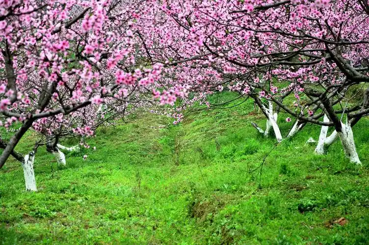 桃花林