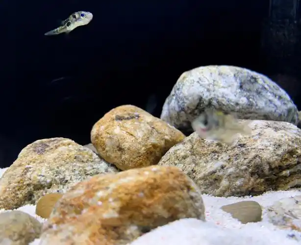 尺寸: 18 x 15 x13 cm素材: 鹅卵石,菲律宾砂工具: led灯,瀑布过滤器