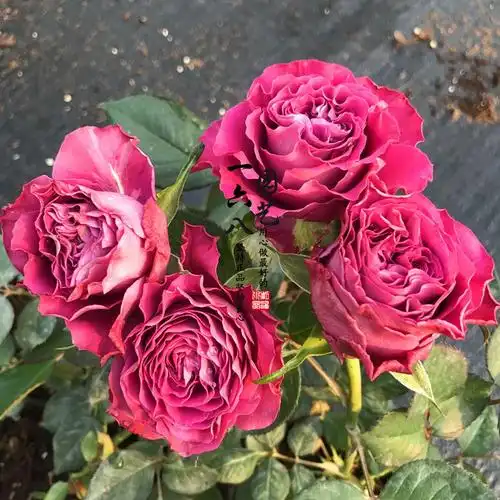 欧月珍贵时刻月季花灌木切花深紫裙边花卉玫瑰时令草本花卉