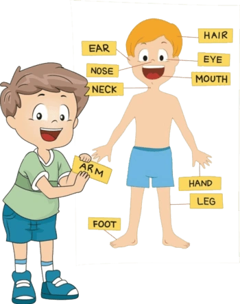 小男孩示意身体部位