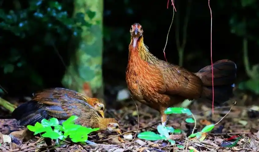 大公鸡原鸡一家子