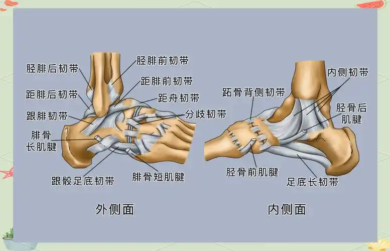 踝关节解剖与运动详解