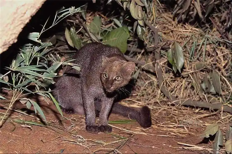 雪铁纳版签到帖,长期有效有派米