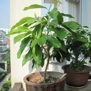 盆栽黄果兰苗 白兰花树苗 白兰花苗批发 白玉兰花黄果兰树苗_7折现价5