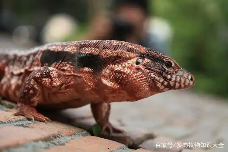 把红泰加(蜥蜴)带出去遛遛 随拍几张 无修图 看官请轻拍!