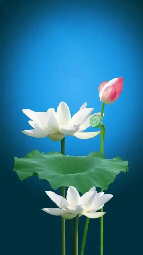 640_1137竖版 竖屏