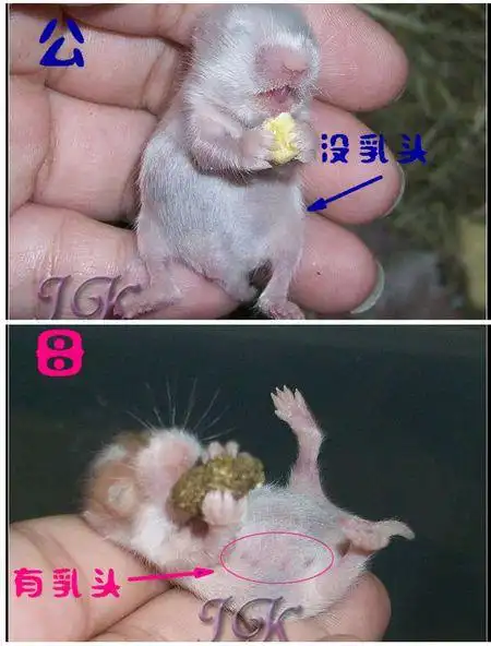 展开全部 金丝熊如何辨别雌雄 幼年金丝熊的公母对比图