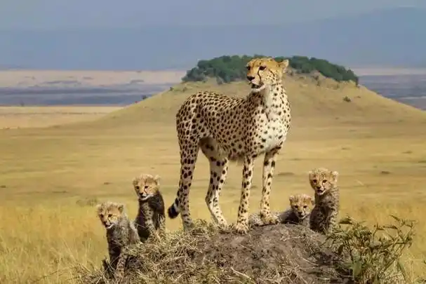 肯尼亚最受欢迎的国家公园之一这家新野奢营地景观真的很绝