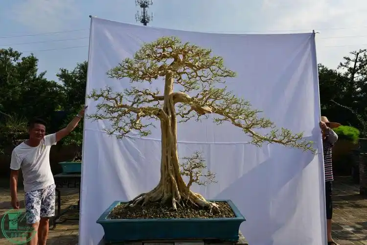 展览作品九里香岭南盆景痴友会2016彭园盆景展