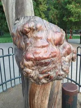 故宫里飞舞的爬山虎