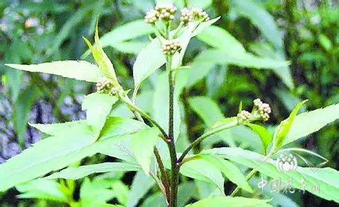 野马追提取物,野马追浸膏粉,野马追浓缩粉,野马追粉(中国 西安)