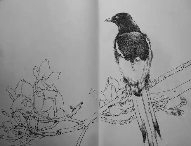 和红伟笔下的千姿百态喜鹊写生(之二)一一一