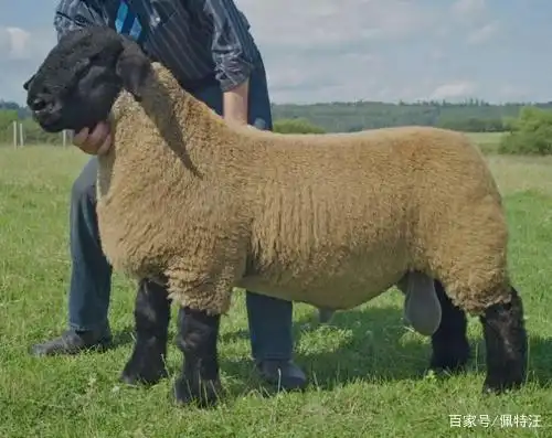 纯种萨福克羊怎么辨认