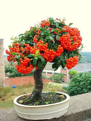 火棘树老桩吉祥果树桩盆景园艺素材桩阳台庭院观花观果