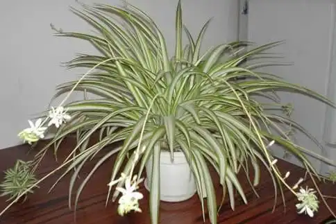 观察吊兰的日记400字