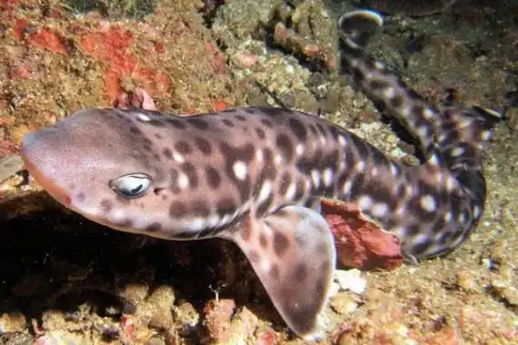 小斑猫鲨:北大西洋最小的鲨鱼之一(体长不足1米)