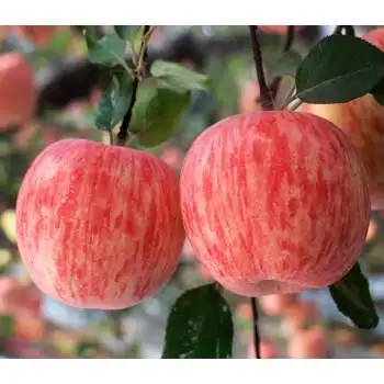 春光岛红富士苹果新鲜水果10斤当季整箱红苹果应季陕西冰糖心苹果丑