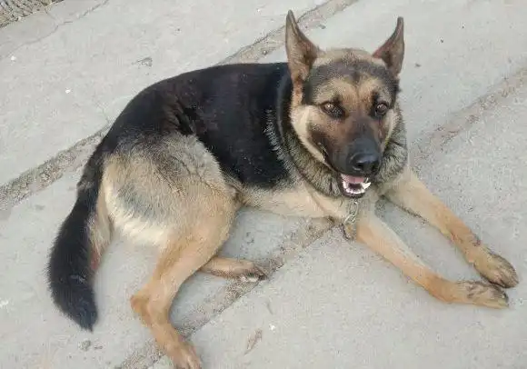 德牧究竟经历了什么突然很喜欢跟着主人几乎寸步不离