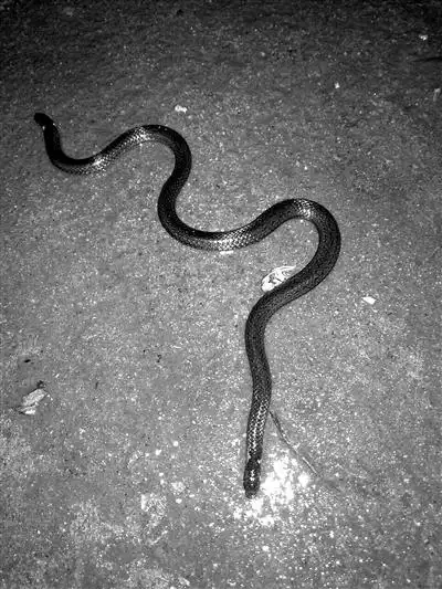 旌德:罕见两头蛇 现身农户家