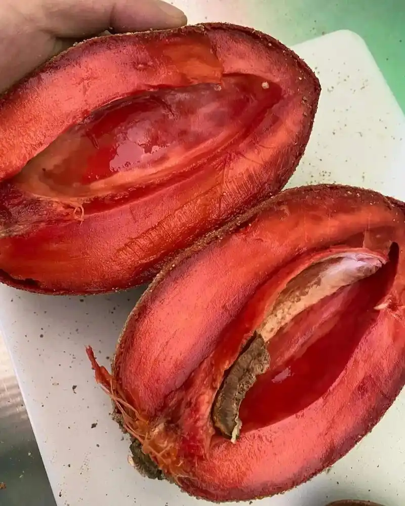 妈咪果.顶级妈咪果品种#洛里托,超级高产且口感顶级的早生#妈 - 抖音