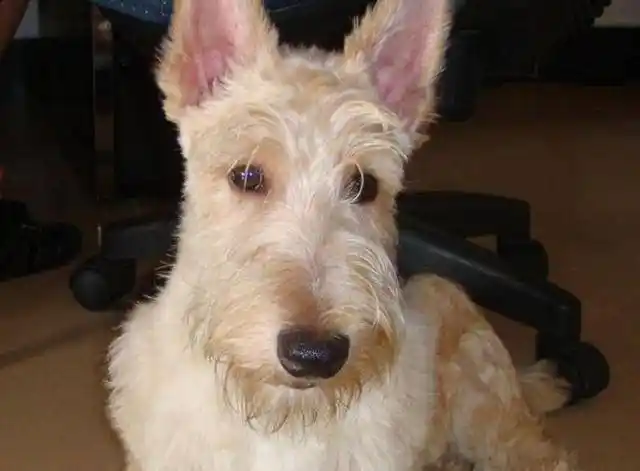 解读"苏格兰梗",贪不清历史的古老狗狗品种,娇小身躯天生神力