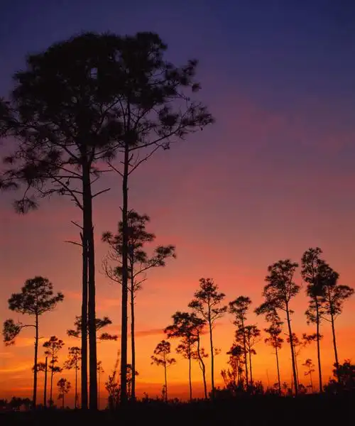 美景,日落,森林,树林,植物,松树,美国,阴影,光线,影子,景观,晚霞,霞光