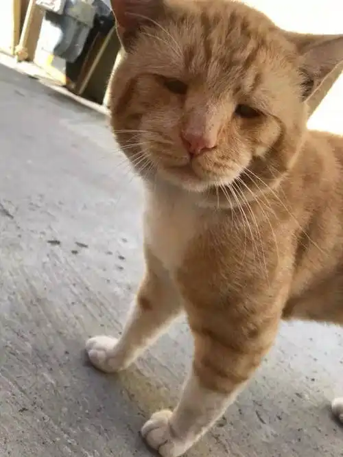 工头也一脸没睡醒的样子