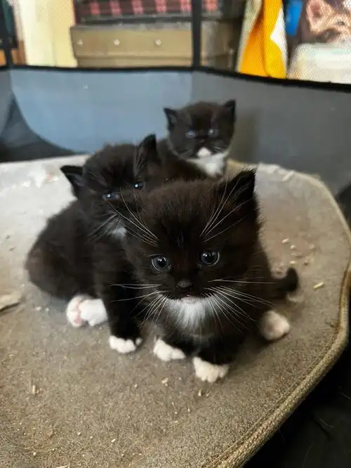 布偶和蓝猫生的崽崽