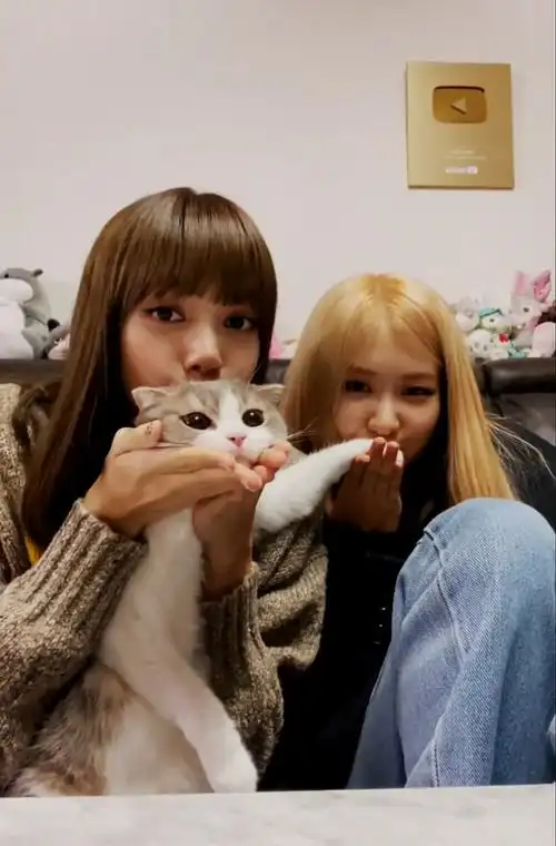 blackpinkrosé朴彩英lisa五花肉