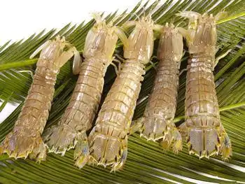 这是什么虾?生吃,加酱油,吃多了会拉肚子吗?