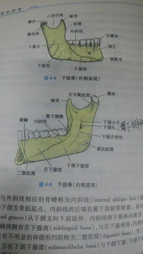 「腭,颚,颔,颌,颏」这几个字在医学上对应的部位分别是什么?
