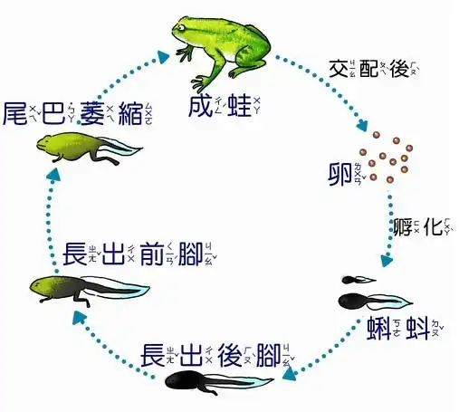 亲爱的爸爸妈妈们好:        寒冷的冬天过去了,春天来了,青蛙妈妈
