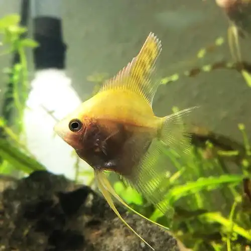 神仙鱼之七彩金色仙鱼大号金头钻石鱼