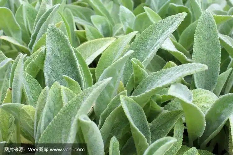 羊耳植物绿色自然背景纹理