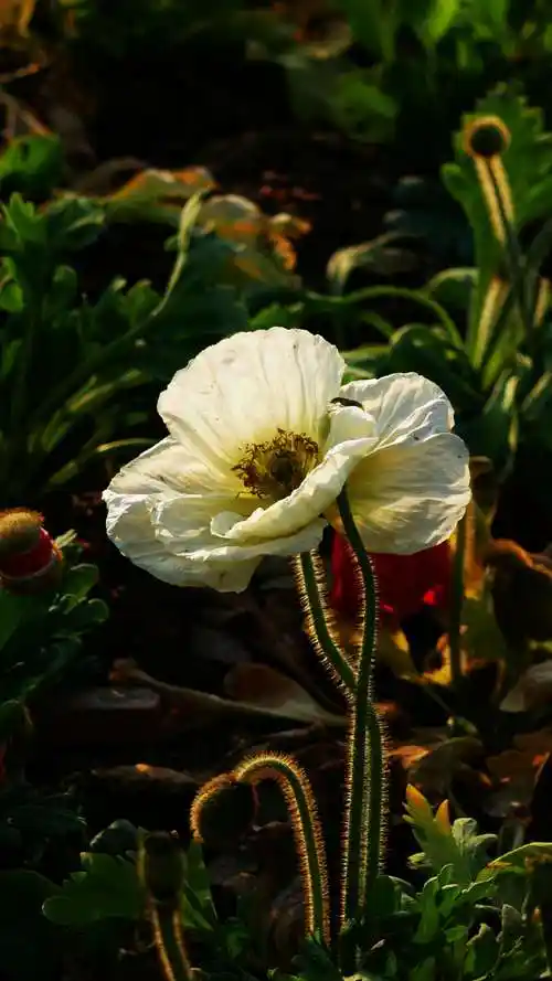 盛开的虞美人花