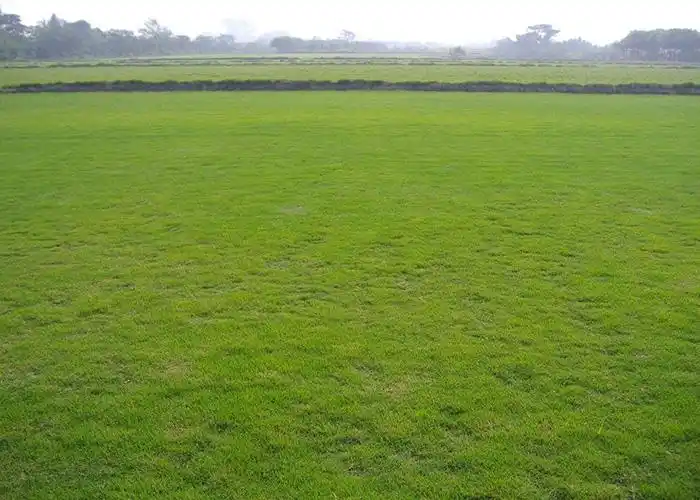 绿化草坪报价-绿化草坪-昆明建勇真草坪批发