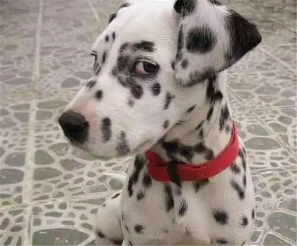 这只比格犬鄙视苍生的眼神,简直使人灵魂一颤!